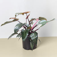 Pink Princess Philodendron (Philodendron erubescens)