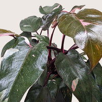 Pink Princess Philodendron (Philodendron erubescens)