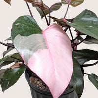 Pink Princess Philodendron (Philodendron erubescens)