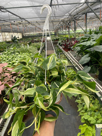 Philodendron 'Silver Stripe' (Philodendron hederaceum)