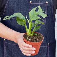 Mini Monstera (Rhaphidophora tetrasperma)