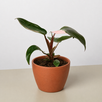 Pink Princess Philodendron (Philodendron erubescens)