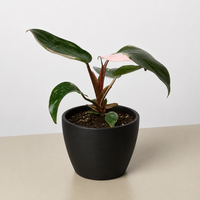 Pink Princess Philodendron (Philodendron erubescens)