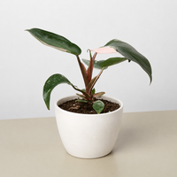 Pink Princess Philodendron (Philodendron erubescens)