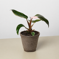 Pink Princess Philodendron (Philodendron erubescens)