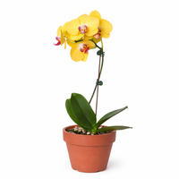 Yellow Moth Orchid (Phalaenopsis)