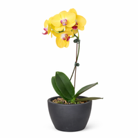 Yellow Moth Orchid (Phalaenopsis)
