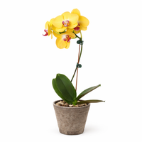 Yellow Moth Orchid (Phalaenopsis)