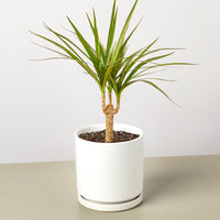 Dragon Tree Cane (Dracaena marginata)