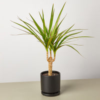 Dragon Tree Cane (Dracaena marginata)