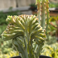 Mermaid Tail Euphorbia (Euphorbia lactea 'Cristata')