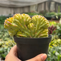 Mermaid Tail Euphorbia (Euphorbia lactea 'Cristata')