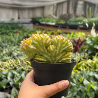 Mermaid Tail Euphorbia (Euphorbia lactea 'Cristata')