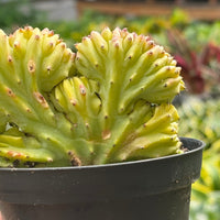 Mermaid Tail Euphorbia (Euphorbia lactea 'Cristata')