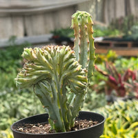 Mermaid Tail Euphorbia (Euphorbia lactea 'Cristata')