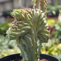 Mermaid Tail Euphorbia (Euphorbia lactea 'Cristata')