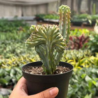 Mermaid Tail Euphorbia (Euphorbia lactea 'Cristata')