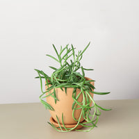 Fish Hooks Senecio (Senecio radicans 'Glauca')