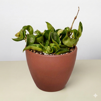 Bird's Nest Fern (Asplenium nidus)