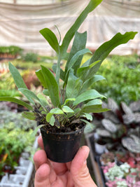 Blue Star Fern (Phlebodium aureum)