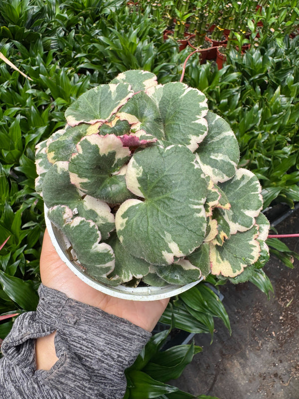 Saxifraga 'Tricolor' (Saxifraga stolonifera)