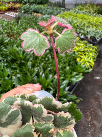 Saxifraga 'Tricolor' (Saxifraga stolonifera)