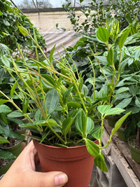 Peperomia 'Angulata' (Peperomia angulata), 4 Inch Pot