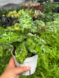 Aglaonema Pictum 'Tricolor' (Aglaonema pictum)