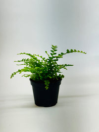 Lemon Button Fern (Nephrolepis cordifolia 'Duffii')