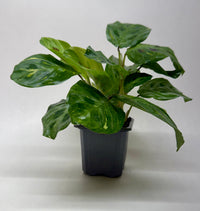 Variegated Prayer Plant 'Beauty Kim' (Maranta leuconeura)