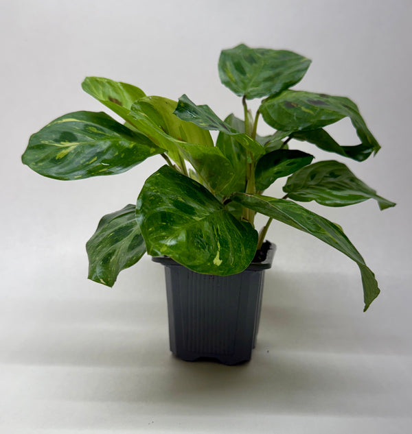Variegated Prayer Plant 'Beauty Kim' (Maranta leuconeura)