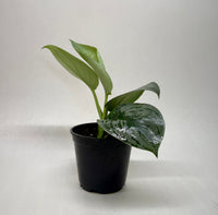 Satin Pothos 'Silver Splash' (Scindapsus pictus 'Exotica')