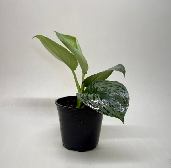 Satin Pothos 'Silver Splash' (Scindapsus pictus 'Exotica')