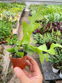 Fern Leaf Cactus 'Shark Tooth' (Epiphyllum chrysocardium)