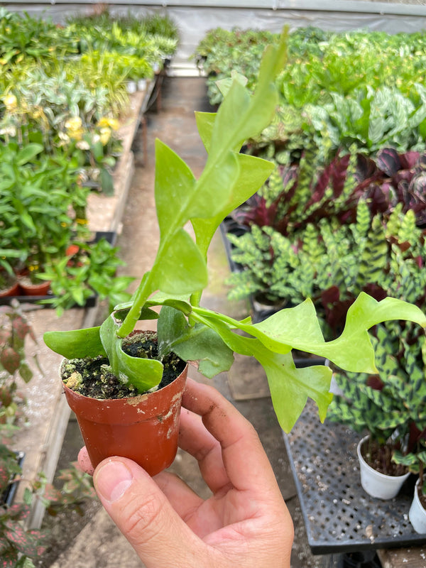 Fern Leaf Cactus 'Shark Tooth' (Epiphyllum chrysocardium)
