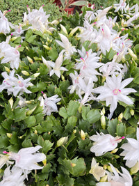 Christmas Cactus (Schlumbergera truncata)