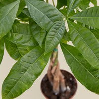 Braided Money Tree (Pachira aquatica)