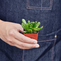 Jade Plant (Crassula ovata)