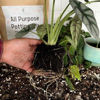 Root ball of a repotted houseplant in front of the bag