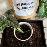 Houseplant set into a pot of potting mix in front of the bag