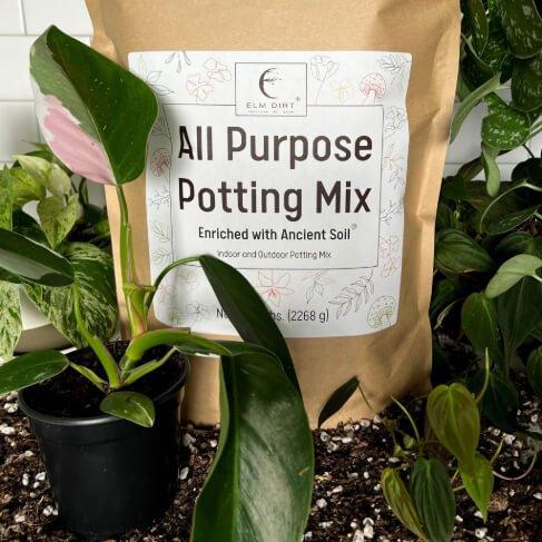 All Purpose Potting Mix 5 lb bag with houseplants