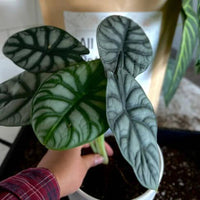 Repotting a houseplant into a white pot