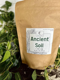 Ancient Soil kraft bag among houseplants