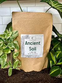 Ancient Soil bag with a pothos plant