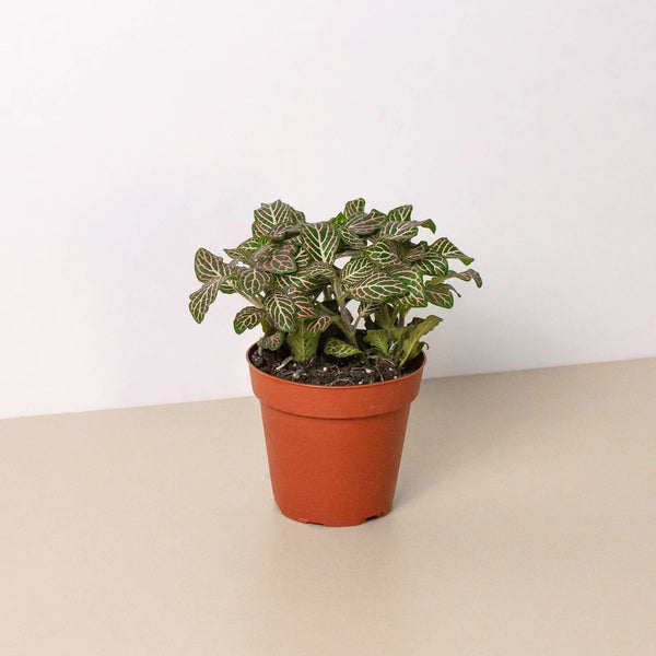 Pink Nerve Plant (Fittonia albivenis)