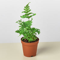Autumn Fern (Dryopteris erythrosora)