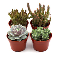 Succulent Variety Pack, 4 Inch Pots (4, 12 or 20 Plants)