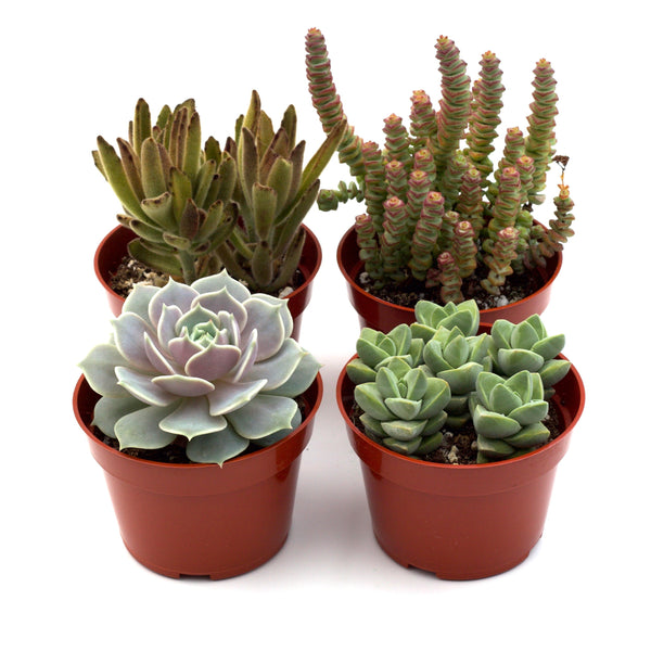 Succulent Variety Pack, 4 Inch Pots (4, 12 or 20 Plants)