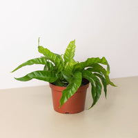 Bird's Nest Fern 'Hurricane' (Asplenium antiquum)
