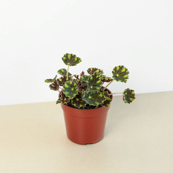 Tiger Paws Begonia (Begonia bowerae), 4 Inch Pot